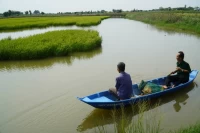 'Sống khỏe' với mô hình lúa tôm