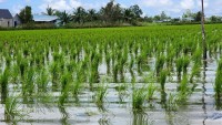 Đi tìm một chữ “xanh” trong nông nghiệp: Lúa - tôm, chuỗi sản xuất độc đáo riêng có của Việt Nam (Bài 2)